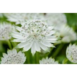 Astrancija didžioji ( lot. Astrantia major) Snow Star