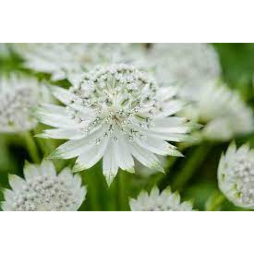 Astrancija didžioji ( lot. Astrantia major) Snow Star