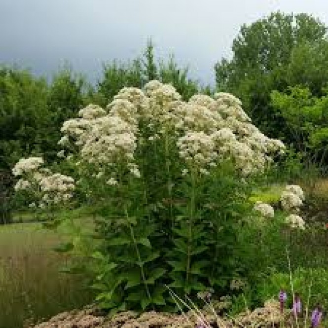 Kemeras ( lot.Eupatorium rugosum) Snowball