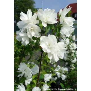 Jazminas ( lot. Philadelphus) Snowbelle