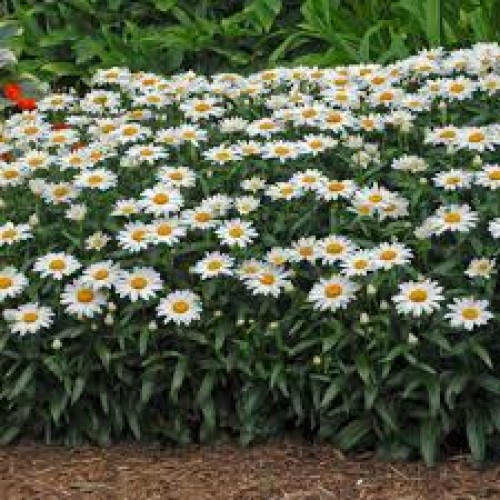 Baltagalvė (lot.Leucanthemum superbum) Snowcap
