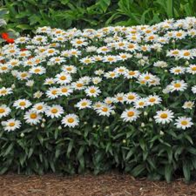 Baltagalvė (lot.Leucanthemum superbum) Snowcap