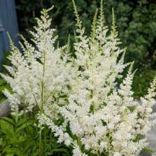 Astilbė  (lot. Astilbe arendsii) Snowdrift
