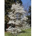 Magnolija  (lot. Magnolia loebneri) Snowdrift