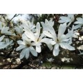 Magnolija  (lot. Magnolia loebneri) Snowdrift