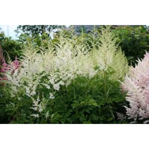 Astilbė  (lot. Astilbe arendsii) Snowdrift
