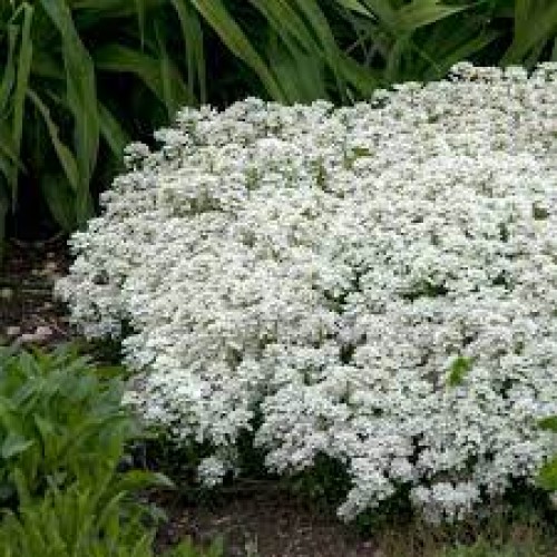 Rudgrūdėlė (lot. Iberis semperviners) Snowflake