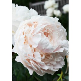 Bijūnas ( lot. peonia lactiflora )  Solange, 2025 ruduo