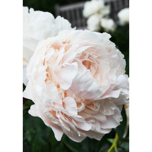 Bijūnas ( lot. peonia lactiflora )  Solange, 2025 ruduo