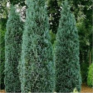 Puskiparisis lausono ( lot. Chamaecyparis lawsoniana) Columnaris