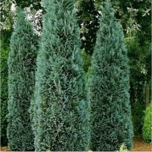 Puskiparisis lausono ( lot. Chamaecyparis lawsoniana) Columnaris
