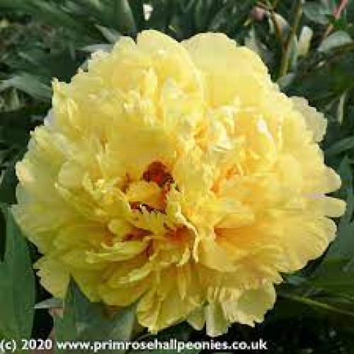 Bijūnas ( lot. peonia hybrida)  ITOH Sonoma Yedo vazone