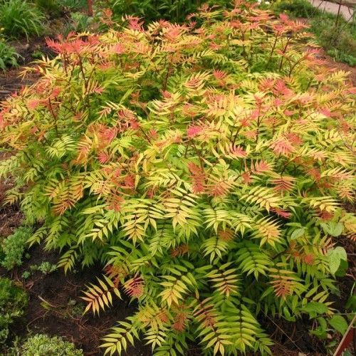 Šermukšnialapė lanksvūnė ( lot. Sorbaria sorbifolia) Sem