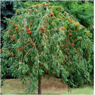 Šermukšnis paprastasis ( lot.Sorbus aucuparia) Pendula