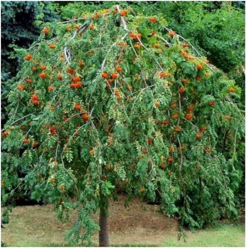 Šermukšnis paprastasis ( lot.Sorbus aucuparia) Pendula