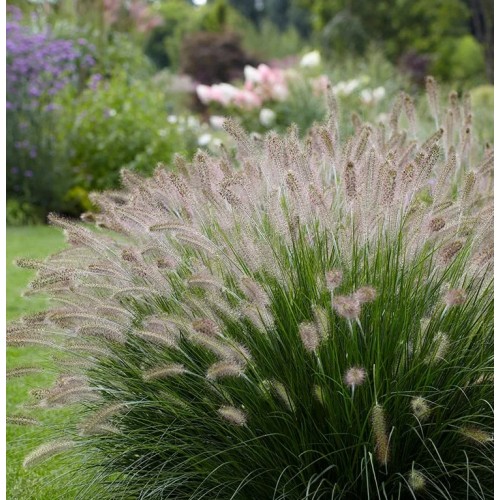 Soruolė  pašiaušėlinė (lot. Pennisetum alopecuroides)  Hameln