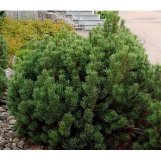 Pušis kalninė mughus (lot. Pinus mugo var.mughus )  