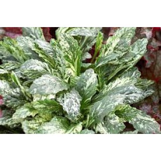 Vaisgina šliaužiančioji (lot. Ajuga reptans) Sparkler