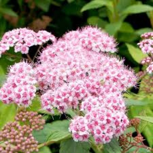 Lanksva japoninė ( lot. Spiraea Japonica) Sparkling Champagne