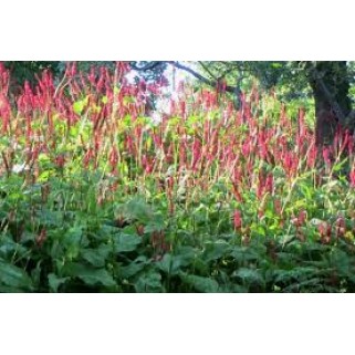 Rūgtis  dėmėtoji (lot.Persicaria amplexicaulis ) Speciosa