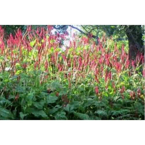 Rūgtis  dėmėtoji (lot.Persicaria amplexicaulis ) Speciosa