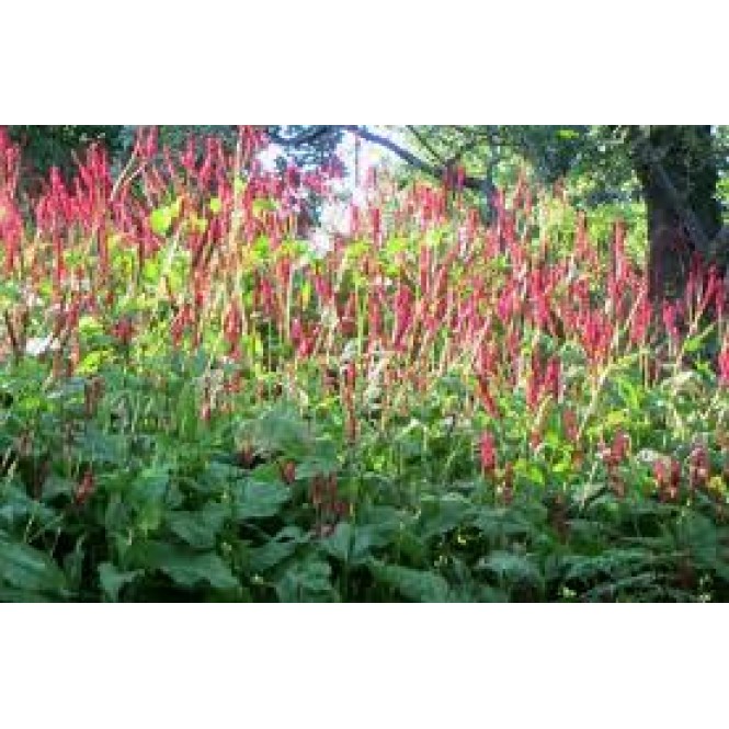 Rūgtis  dėmėtoji (lot.Persicaria amplexicaulis ) Speciosa