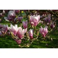 Magnolija  sulanžo (lot. Magnolia soulangeana)  Speciosa