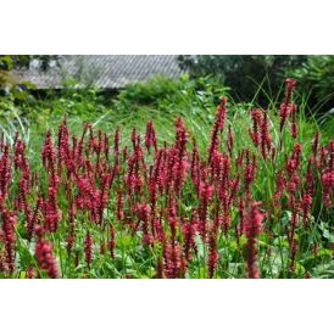 Rūgtis  dėmėtoji (lot.Persicaria amplexicaulis ) Speciosa