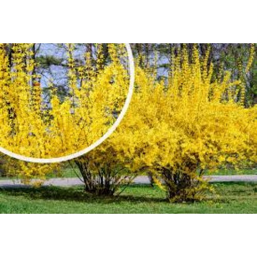 Forsitija tarpinė ( lot. Forsythia intermedija) Spectabilis