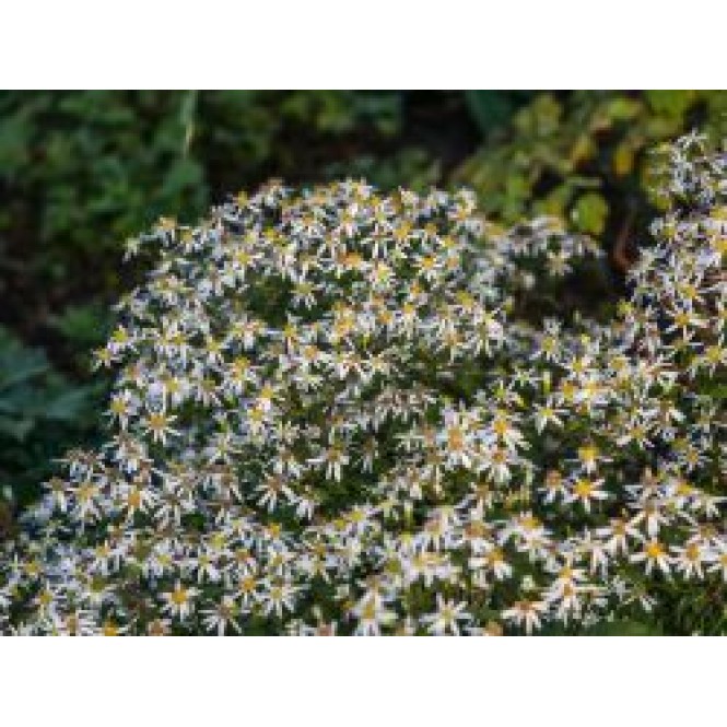 Astras skėstašakis( lot. Aster divaricatus) Tradescant