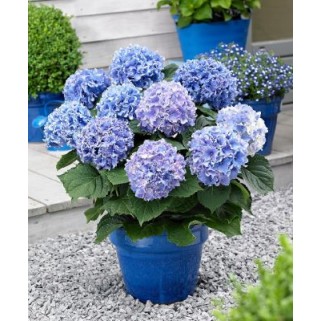 Hortenzija didžialapė  ( lot. Hydrangea macrophylla) Spike