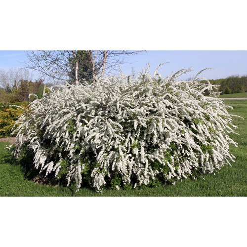 Lanksva pilkoji ( lot. Spiraea cinerea) Grefsheim