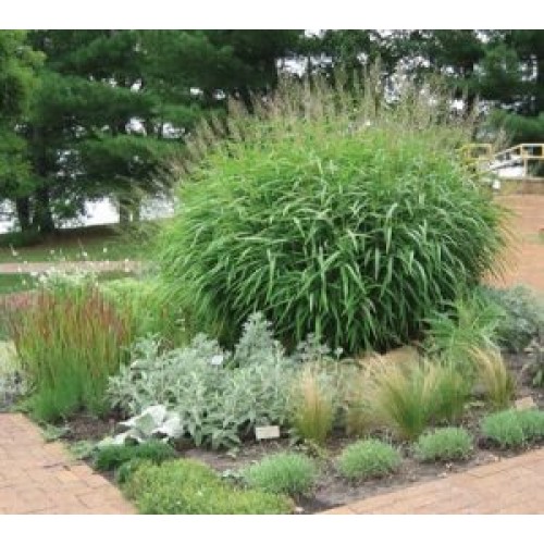 Šarmotė  ( lot. Spodiopogon sibiricus)