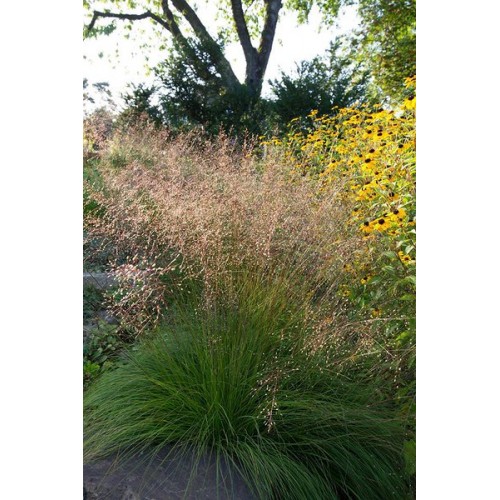 Drėbūnas ( lot. Sprorobulus heterolepis ) 