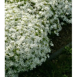 Flioksas ylalapis (Phlox subulata) White Delight