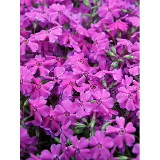 Flioksas ylalapis (Phlox subulata) Atropurpurea