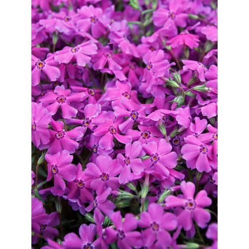 Flioksas ylalapis (Phlox subulata) Spring Hot Pink