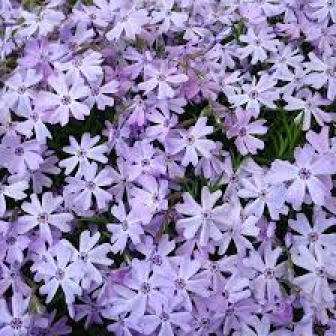 Flioksas ylalapis (Phlox subulata) Spring Blue