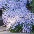 Flioksas ylalapis (Phlox subulata) Spring Blue