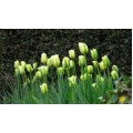 Tulpės  Spring Green 5 vnt