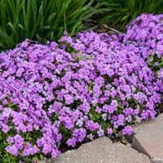Flioksas ylalapis (Phlox subulata) Purple Beauty