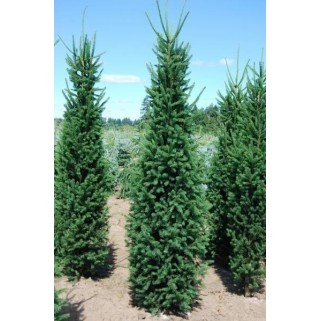 Eglė paprastoji ( lot. Picea abies) Cupressina
