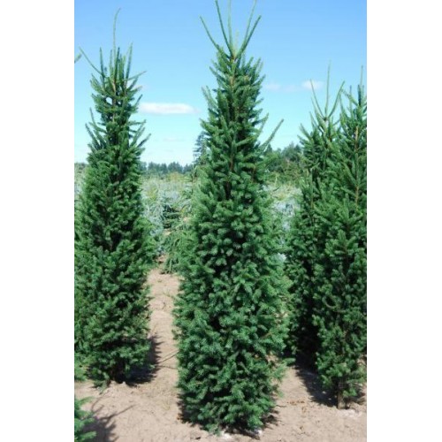 Eglė paprastoji ( lot. Picea abies) Cupressina