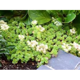 Šilokas  ( lot. Sedum spurium) Album Superbum