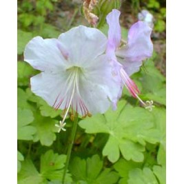 Snaputis (lot. Geranium  cantabrigiense) St. Ola