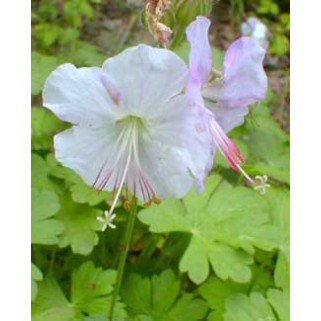 Snaputis (lot. Geranium  cantabrigiense) St. Ola