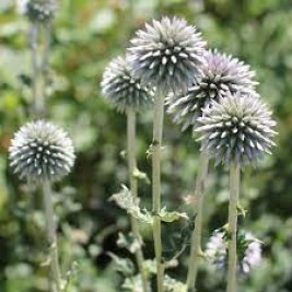Bandrenis ( lot. Echinops bannaticus)  Star Frost