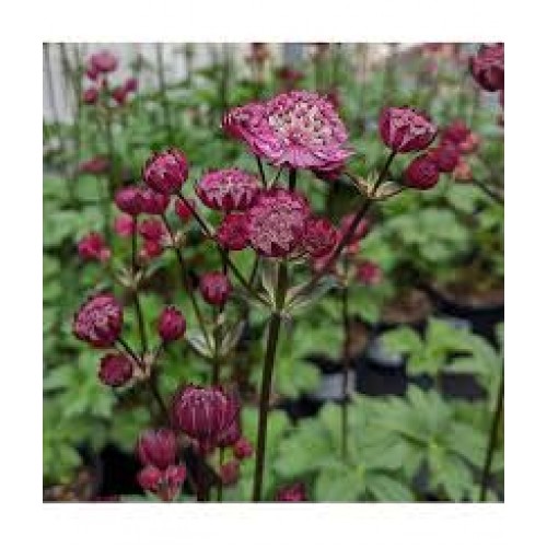 Astrancija didžioji ( lot. Astrantia major) Star of fire