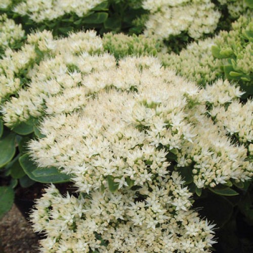 Šilokas (lot. Sedum spectabile) Stardust