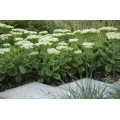 Šilokas (lot. Sedum spectabile) Stardust